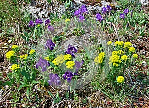 Group of colorful flowers