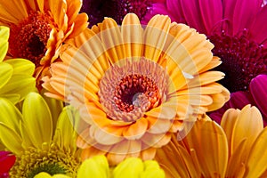 A group of colorful gerberas