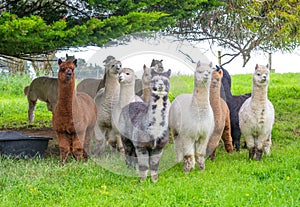 Group of colorful Huacaya alpacas breeds llamas on the green grass.