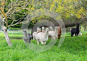 Group of colorful Huacaya alpacas breeds llamas on the green grass.