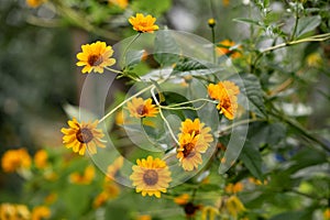 Group of colorful juicy yellow flower with orange center and vivid pleasant pure petals. Flowering jerusalem artichoke in macro.