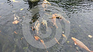 Group of colorful koi carps in pool. Brightly colored fish. Koi fish floats underwater. photo