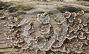 A group of colorful mushrooms - fungus colony on wooden surface - trametes versicolor, so called turkey tail