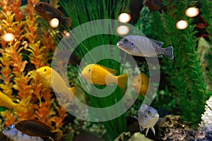 Group of colorful orange blue aquarium fish cichlids hummingbirds on background of green and orange algae