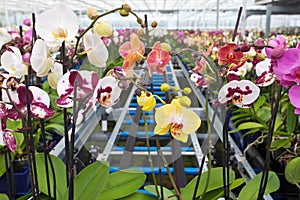 Group of colorful orchidaceae in greenhouse photo