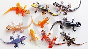 A Group of Colorful Salamanders on a White Background