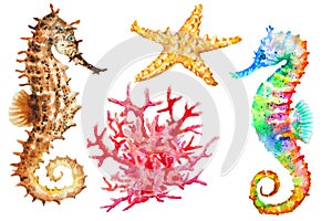 Group of colorful seahorses, red coral and starfish