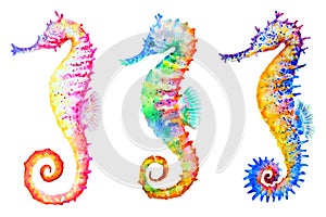 Colorful seahorses, hand drawn watercolor illustration