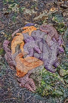 Group of Colorful Starfish huddled together at Low Tide