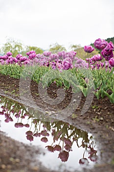 Group of colorful tulip in the flower field with reflection.