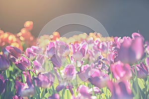 Group of colorful tulip. Purple flower tulip lit by sunlight. Soft selective focus, tulip close up, toning. Bright colorful tulip