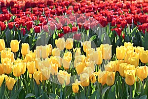 Group of colorful tulip.