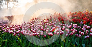 Group of Colorful tulips flower are planted in the garden with water spray and sunlight shining. Fresh tulip flowers in tulip