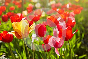 Group of colorful tulips lit by sunlight. Soft selective focus,