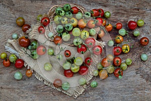 Group of Colorful variety of Fresh wild tomatoes Mini Cherry Tomatos on old wooden board background