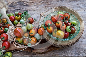 Group of Colorful variety of Fresh wild tomatoes Mini Cherry Tomatos on old wooden board background