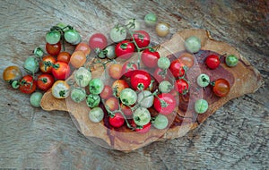 Group of Colorful variety of Fresh wild tomatoes Mini Cherry Tomatos on old wooden board background