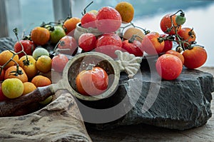 Group of Colorful variety of Fresh wild tomatoes Mini Cherry Tomatos on old wooden board background