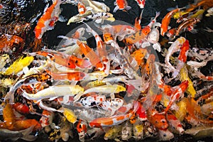 Group of colorful young koi fish in clear water aquarium