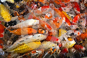 Group of colorful young koi fish in clear water aquarium waiting