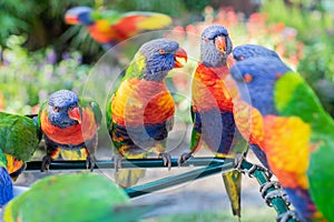 Group of colourful lorikeets in Australia chatting together