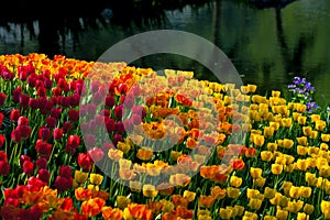 A group colourful tulips in lakeside