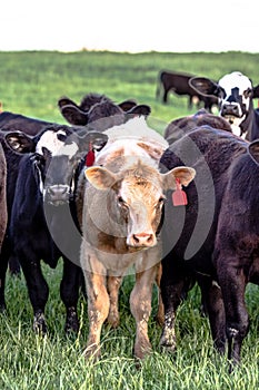 Group of commercial heifers - vertical