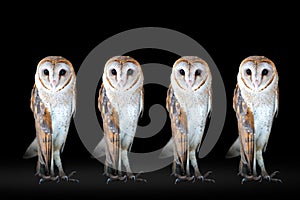 Group of Common barn owl close up on dark black background