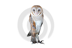 Group of Common barn owl close up on dark white background