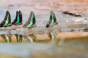 Group of Common Bluebottle butterflies