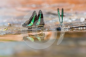 Group of Common Bluebottle butterflies