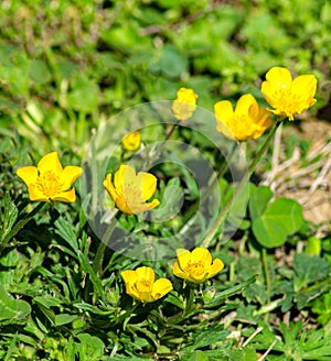 Group of Common Buttercup, Ramunculus acris