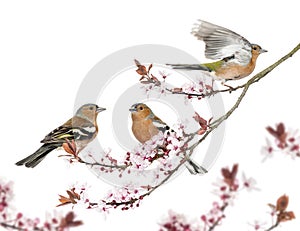 Group of Common Chaffinch perched on a Japanse cherry branch
