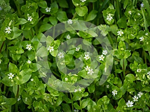 A group of common chickweed with small white blossoms