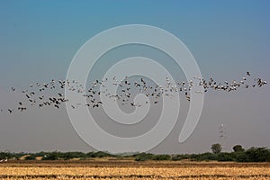 Group of common cranes blue sky flying grus grus