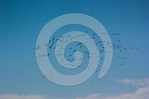 Group of common cranes blue sky flying grus grus