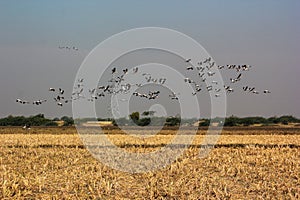 Group of common cranes blue sky flying grus grus