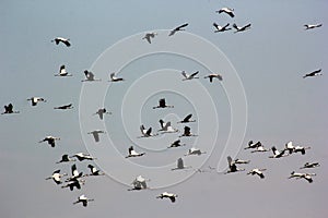 Group of common cranes blue sky flying grus grus