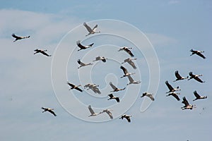 Group of common cranes blue sky flying grus grus photo