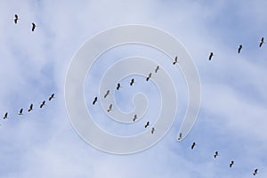 Group of Common Cranes in the sky