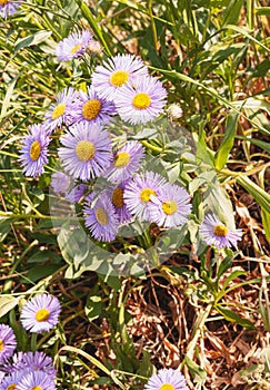 Group of common dasies with white pedels and yellow, central disk dasies with white pedels and yellow, central disk