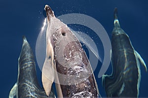 Group of Common Dolphins from above