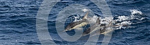 Group of Common dolphins in the waters of the Azores Islands near Sao Miguel Island