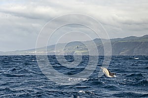 Group of Common dolphins in the waters of the Azores Islands near Sao Miguel Island