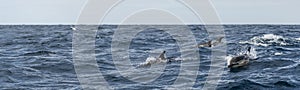 Group of Common dolphins in the waters of the Azores Islands near Sao Miguel Island photo