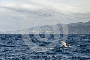 Group of Common dolphins in the waters of the Azores Islands near Sao Miguel Island photo