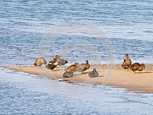 Group of common eider ducks, Somateria mollissima, in eclipse pl