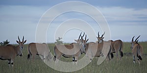Group of common Eland Taurotragus oryx,