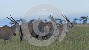 Group of common eland Taurotragus oryx, standing in green grass