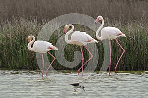 Group of common flamingos in the Laguna de Fuente de Piedra, Malaga. Spain